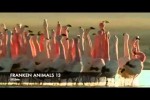 Video - FRANKEN ANIMALS 13