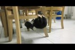 Video - Hol dir eine Katze, sagten sie. Es wird lustig