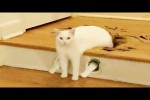 Video - Die lustigsten Katzen und Hunde - Teil 58