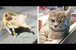 Video - Lustige Bilder von Katzen in kleinen Shops