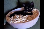 Video - Videos von lustigen Katzen und Ktzchen fr gute Laune