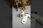 Video - Freche Katze