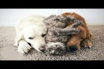 Video - Die lustigsten Tiere - Spaß mit Katzen und Hunden 2023 - LA 167