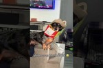 Video - Dackel sind lustig