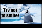Video - Video - Funny and Cute Penguin Video Compilation