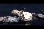 Video - FRANKEN ANIMALS 14