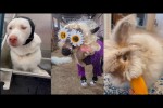 Video - Tiktok's Most Absurd Animals