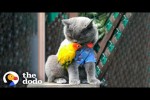 Video - Die Katze und der Papagei