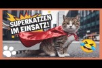 Video - Neue lustige Katzenvideos 2025