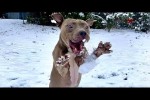 Video - Dogs Reacting to First Snow