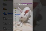 Video - Ranking der lustigsten Hasen