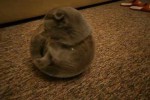 Video - Die Katze im Goldfischglas