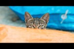 Video - Lustige und s��e Katzenvideos