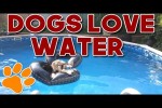 Video - Hunde lieben Wasser