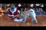 Video - Pets Ruin Christmas