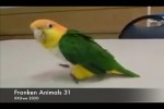 Video - XXUwe - Franken Animals 31