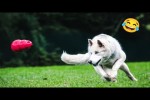 Video - Niedliche und lustige Hundevideos