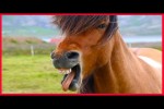 Video - Lustige Pferde