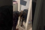 Video - Wer ist der Hund im Spiegel?