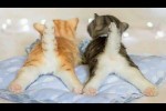 Video - Zusammenstellung lustiger Katzen und Kätzchen für gute Laune