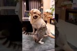 Video - Hunde und Katzen in Aktion