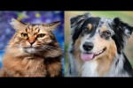 Video - Funny Cats and Dogs