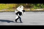 Video - Die besten Videos 2026 (Teil 36)