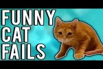 Video - Lustige Katzen-Hoppalas