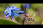 Video - Insekten in Zeitlupe