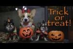 Video - TRICK OR TREAT! - Topi the Corgi