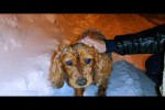 Video - Streunender Hund war am Erfrieren