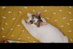 Video - Lustige Katzen