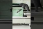 Video - Kätzchen am Aquarium