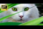 Video - Wunderschöne Katzen