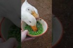 Video - Erbsen für die Enten