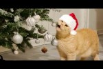 Video - Cats vs Christmas tree funny compilation
