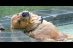 Video - Faule Hunde