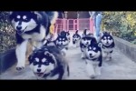 Video - Was Tiere So Denken 110 - Hunde Special