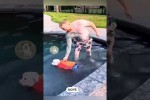 Video - Hunde und Wasser