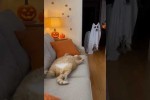 Video - Hund erschreckt Katze an Halloween