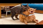 Video - Die lustigsten Tiere - Spaß mit Katzen und Hunden 2023 - LA 143