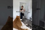 Video - Wenn die Katze nicht gebadet werden will
