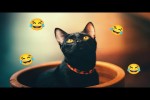 Video - S�sse und lustige Katzenvideos