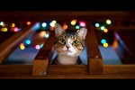 Video - Lustige Momente mit Katzen
