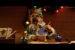 Video - Santas Elfen - Hunde und Katzen mit menschlichen Händen
