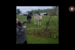 Video - Esel lacht über Hund, der von Elektrozaun geschockt wird