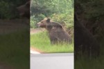 Video - Frau wird beinahe Bärenfutter