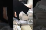 Video - Lustige Katzen