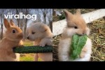 Video - Adorable Bunnies Having a Snack