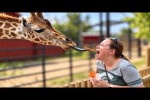 Video - Die besten Videos 2026 (Teil 70)
